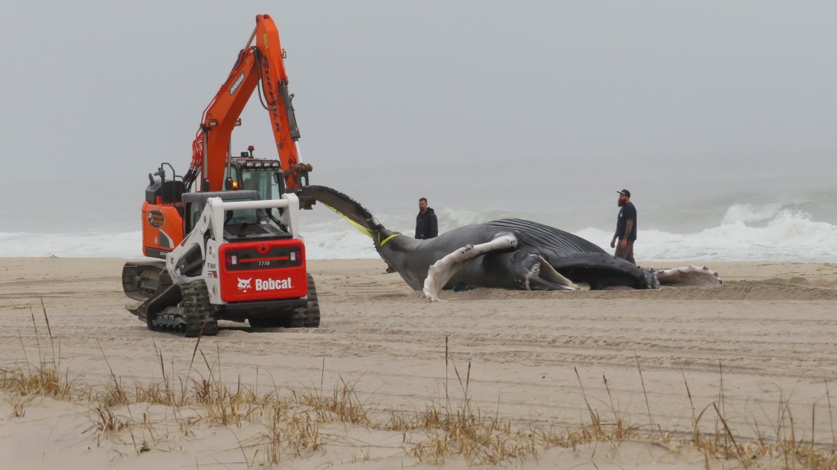 As More Dead Whales Wash Up in NJ and NY, Officials Eye Research Into ...