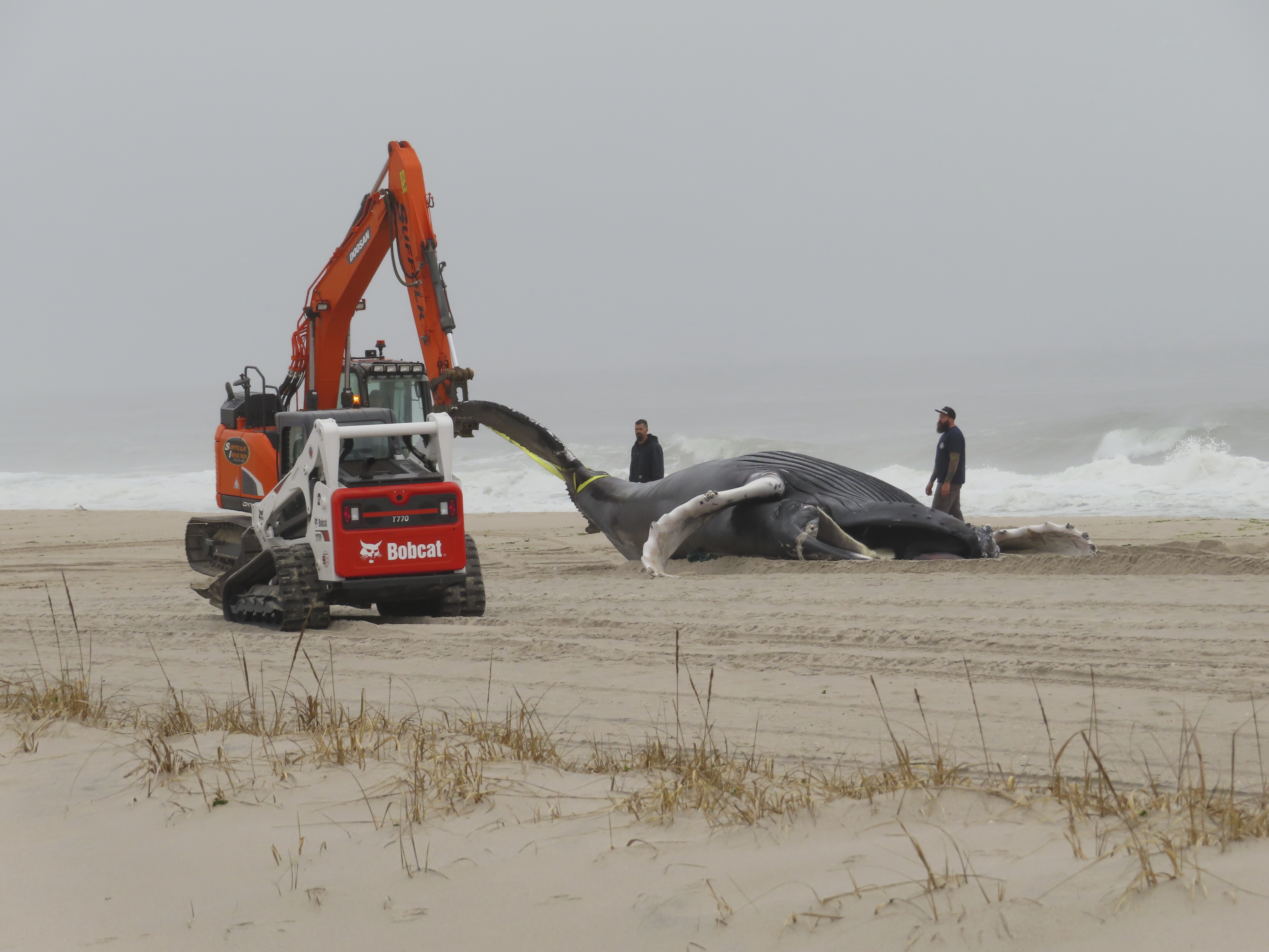 Why 23 Dead Whales Have Washed Up on the East Coast Since December - The  New York Times