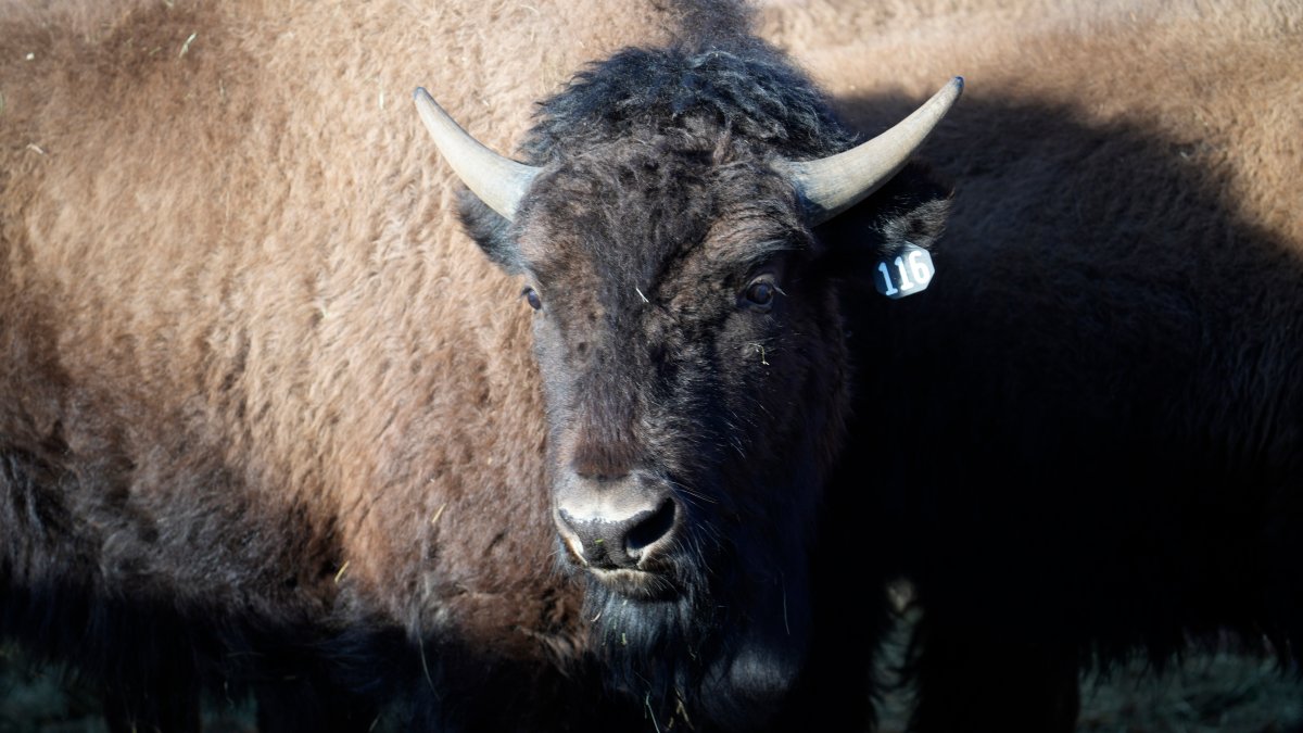US Reintroduces Bisons to Native Lands in Oklahoma, Colorado – NBC New York - Vimarsana News