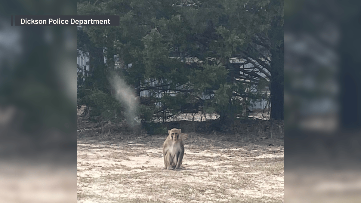 Escaped Pet Monkey Shot and Killed After Attacking Oklahoma Woman – NBC ...