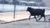 Cow Escapes Slaughterhouse, Runs Through Streets of Brooklyn Before Recaptured