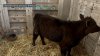 Cow That Ran Around Brooklyn After Escaping Slaughterhouse Gets Rescued By Sanctuary