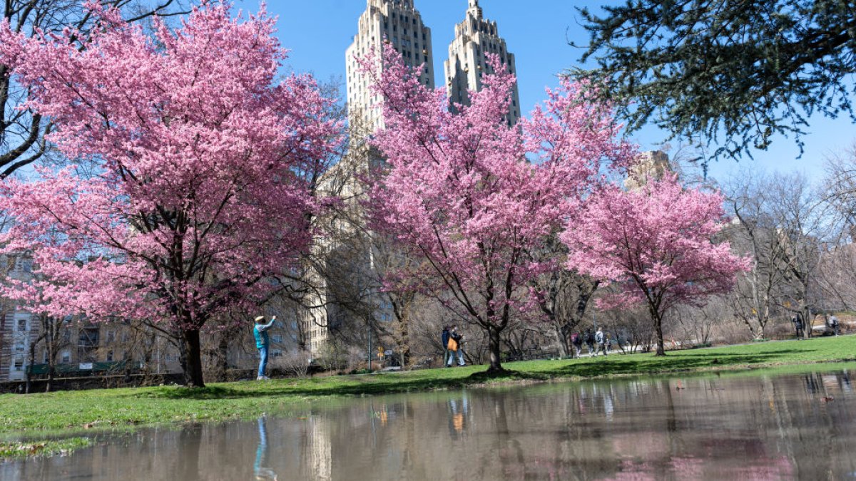 Flowers Near Me Cherry Blossom Tracker Debuts at Central Park NBC