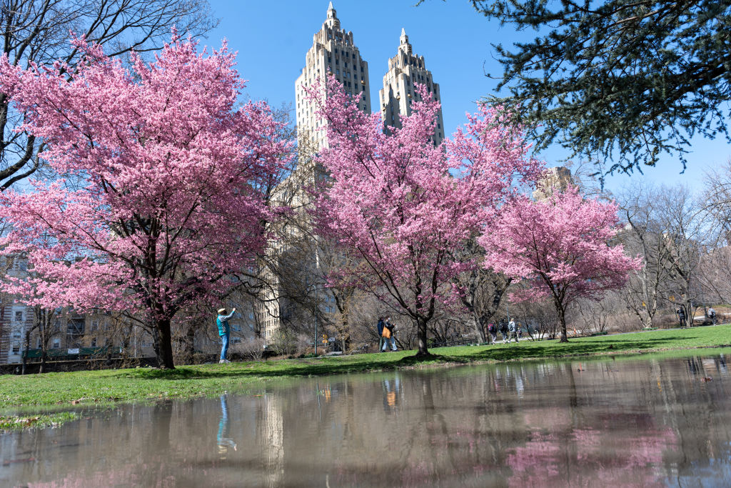 Where to see cherry blossoms in NYC