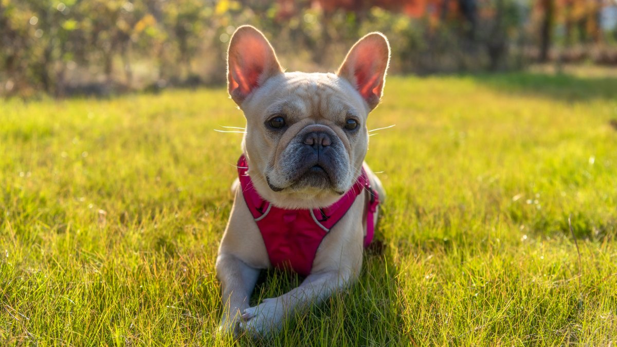 French bulldogs remain AKC’s most popular dog breed of 2023 NBC New York