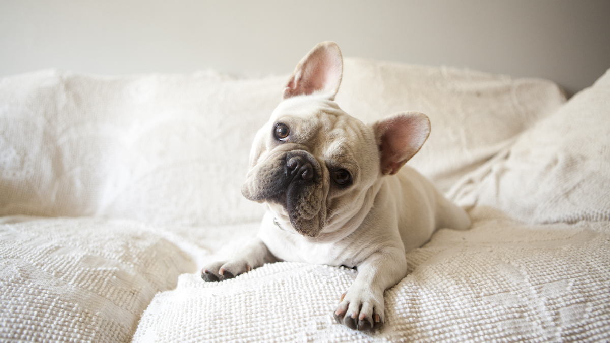 America Kennel Club Announces Most Popular Dog Breed in US NBC New York