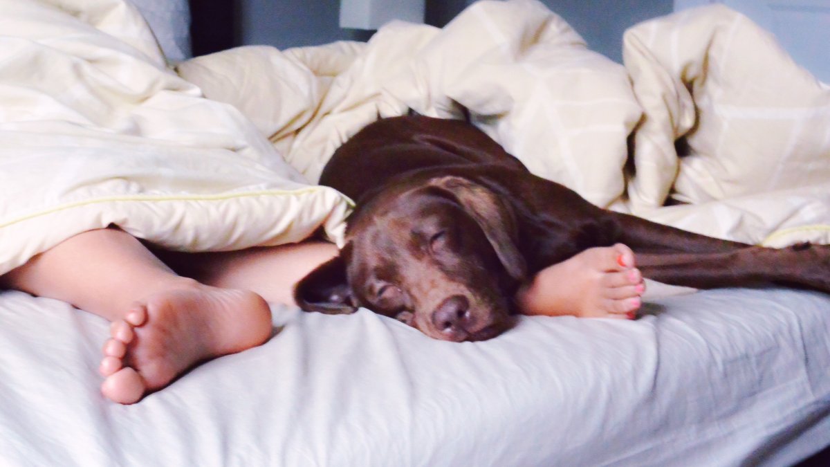 Should You Share a Bed With Your Pet? It Depends, Behaviorist Says — What to Know