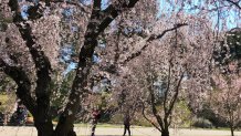 Cherry trees blooming at the Harvard University Arnold Arboretum in April 2020. 