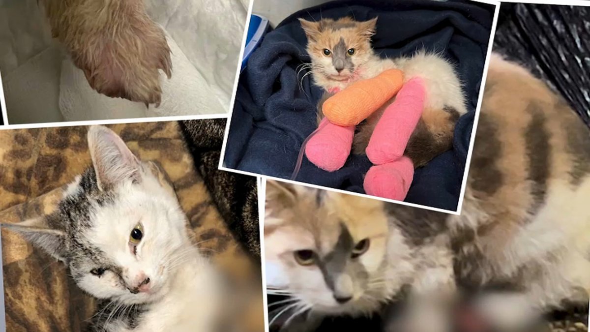 Multiple Cats Found With Horrific Injuries in NYC May Have Been Tortured, Rescuers Say