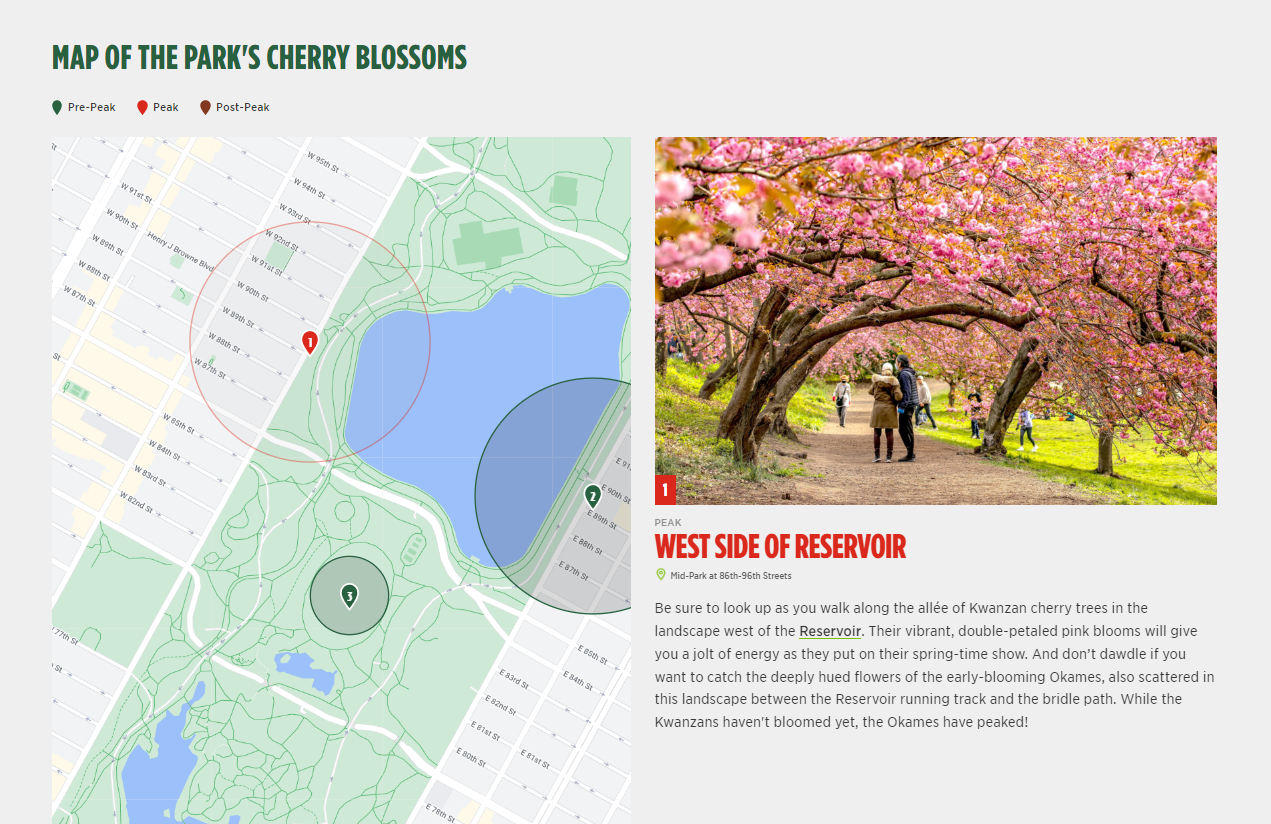 How to Find New York City's Cherry Blossoms - The New York Times