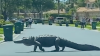 Watch: Massive Alligator Spotted Crossing Road in Florida Suburb as Neighbors Gather in Shock