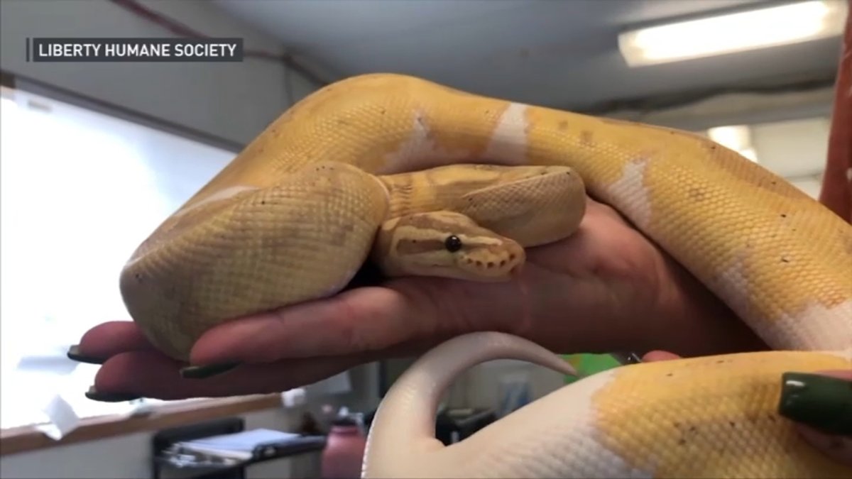 Python Slithers Into Jersey City Apartment, Hides Under Resident’s Fridge