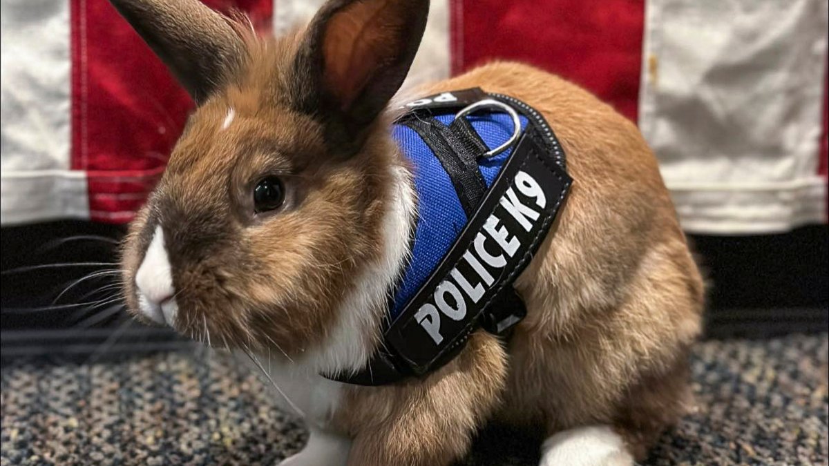 California Police Department Hires Bunny as Officer NBC New York