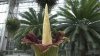 Corpse Flower About to Bloom at New York Botanical Garden for 1st Time in 4 Years