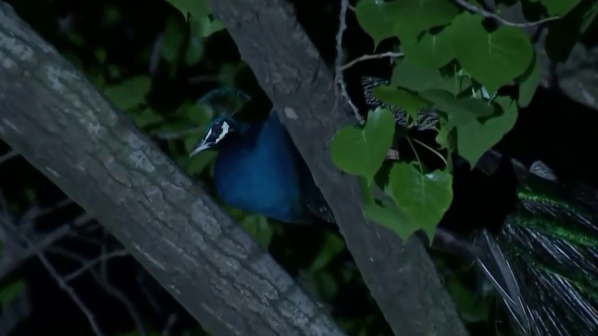 Bronx Zoo Peacock Escapes, Bites Man on Street – NBC New York - Vimarsana News