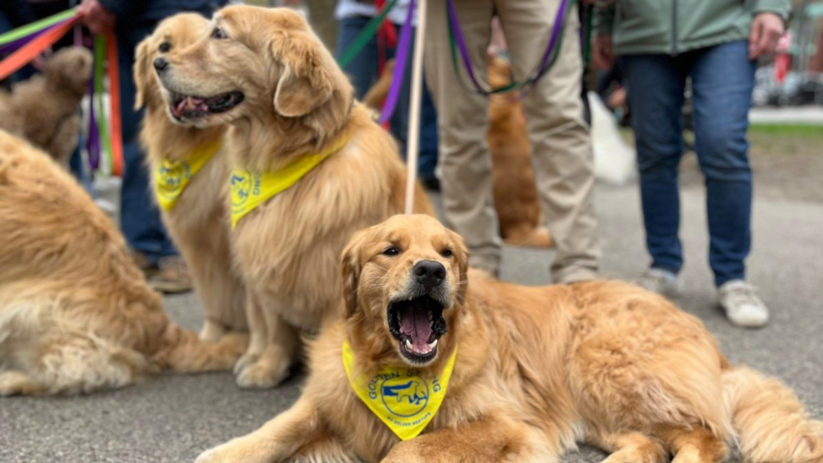 Golden Retrievers Walk A Mile for the Official Boston Marathon Dog NBC New York