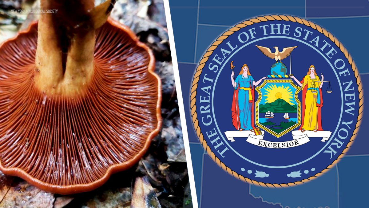 Mushrooms in New York Fungus Group Calls for State Symbol NBC New York