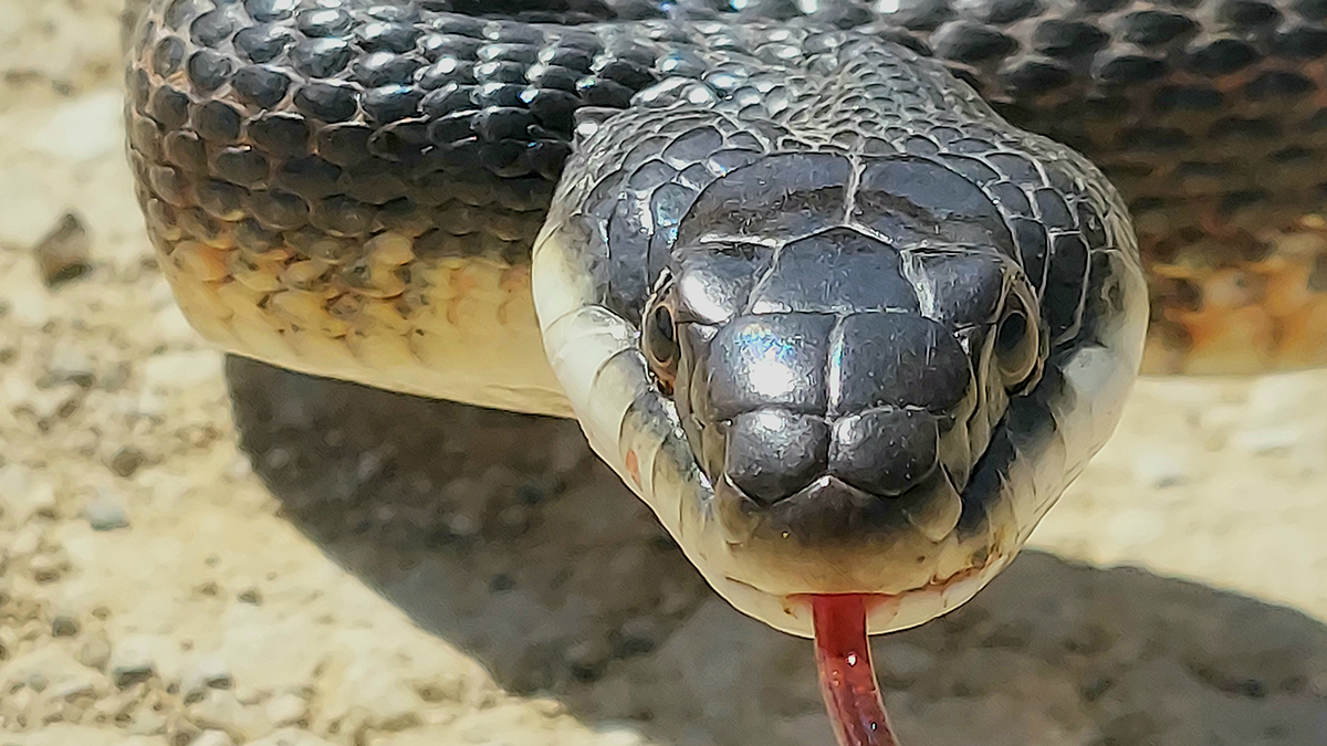 Texas Mom SweetTalks a Snake Out of Her Daughter’s Car Engine NBC