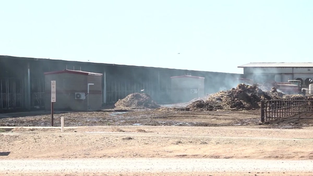 Nearly 20K Cows Killed, Worker Hurt in Explosion at Texas Farm – NBC ...