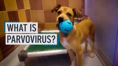 What Is Canine Parvovirus?