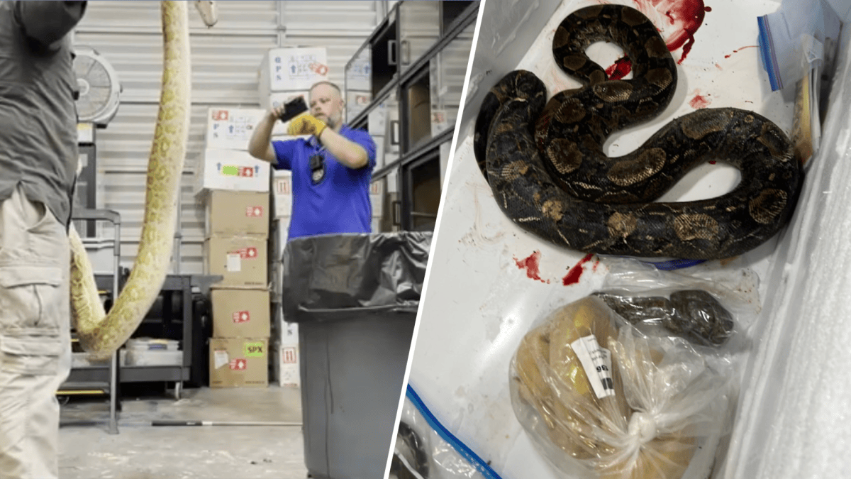 FWC Kills Pythons, Pregnant Boa in Video of ‘Holy Thursday Massacre ...