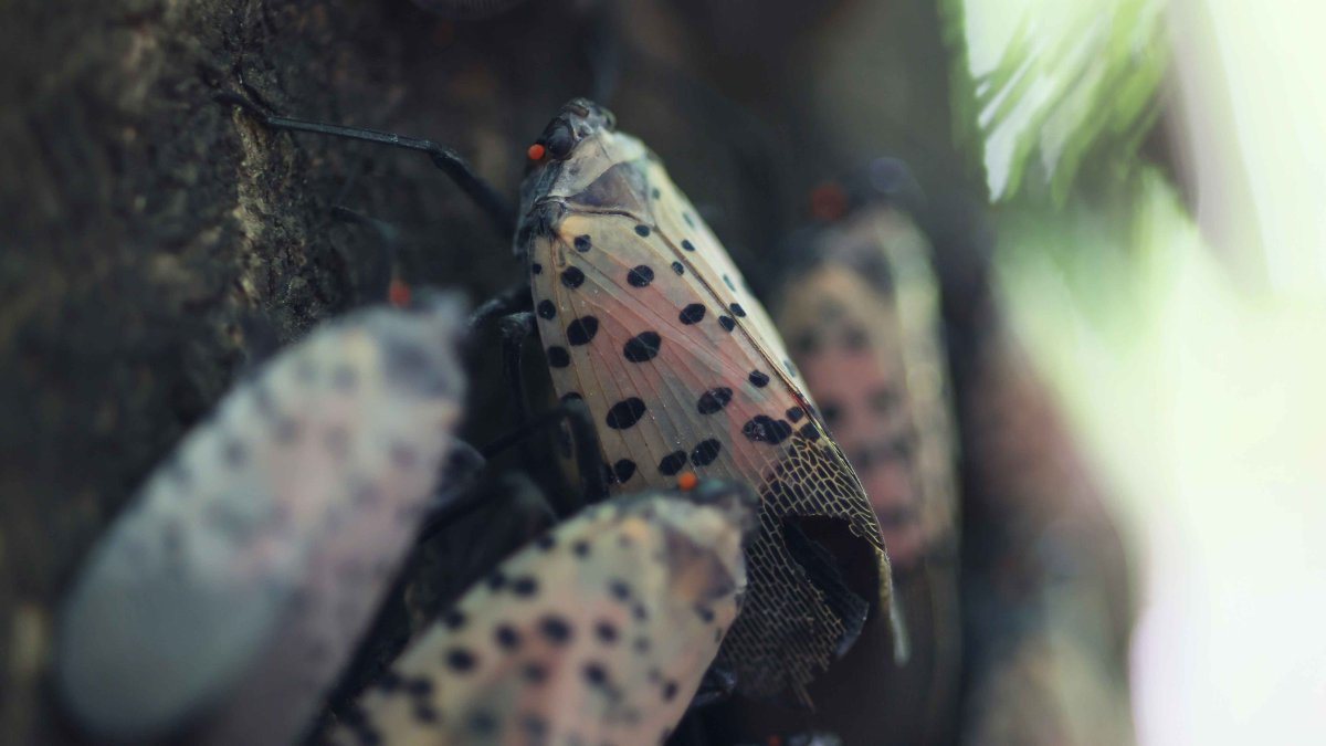 Researchers Using Dogs to Combat Spotted Lanternflies – NBC New York - Vimarsana News