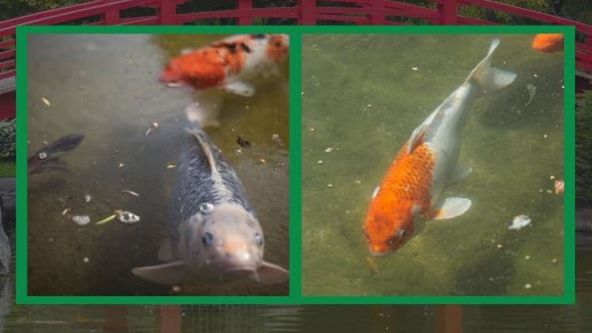 Koi Fish Stolen From San Jose Japanese Garden – NBC New York - Vimarsana News