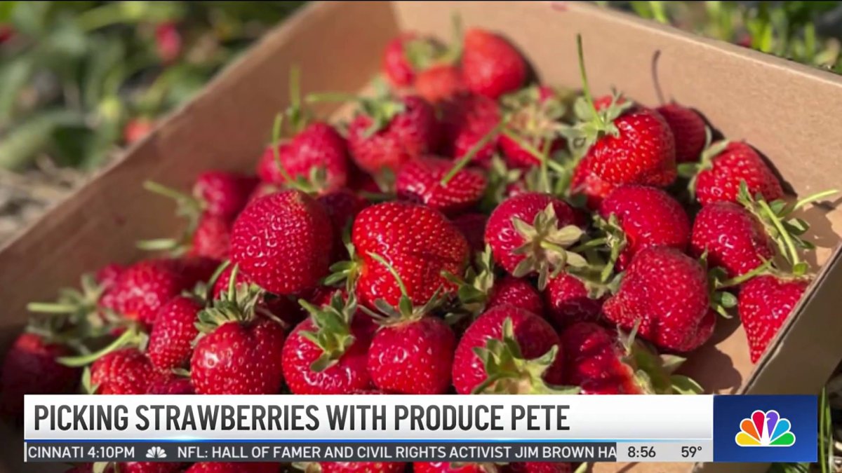 Produce Pete Picking Strawberries NBC New York