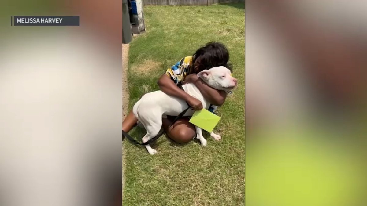 Missing Dog Found in Philly Reunites With Sister of Deceased Owner in