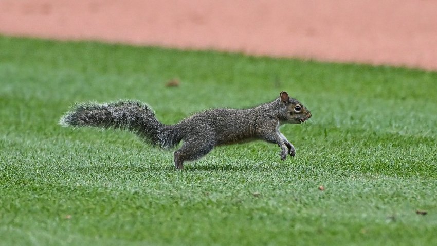 ST. LOUIS, MO – MAY 06: A squirrel runs across the infield getting a large cheer from the fans during a game between the Detroit Tigers and the St. Louis Cardinals on May 06, 2022, at Busch Stadium in St. Louis MO (Photo by Rick Ulreich/Icon Sportswire via Getty Images)