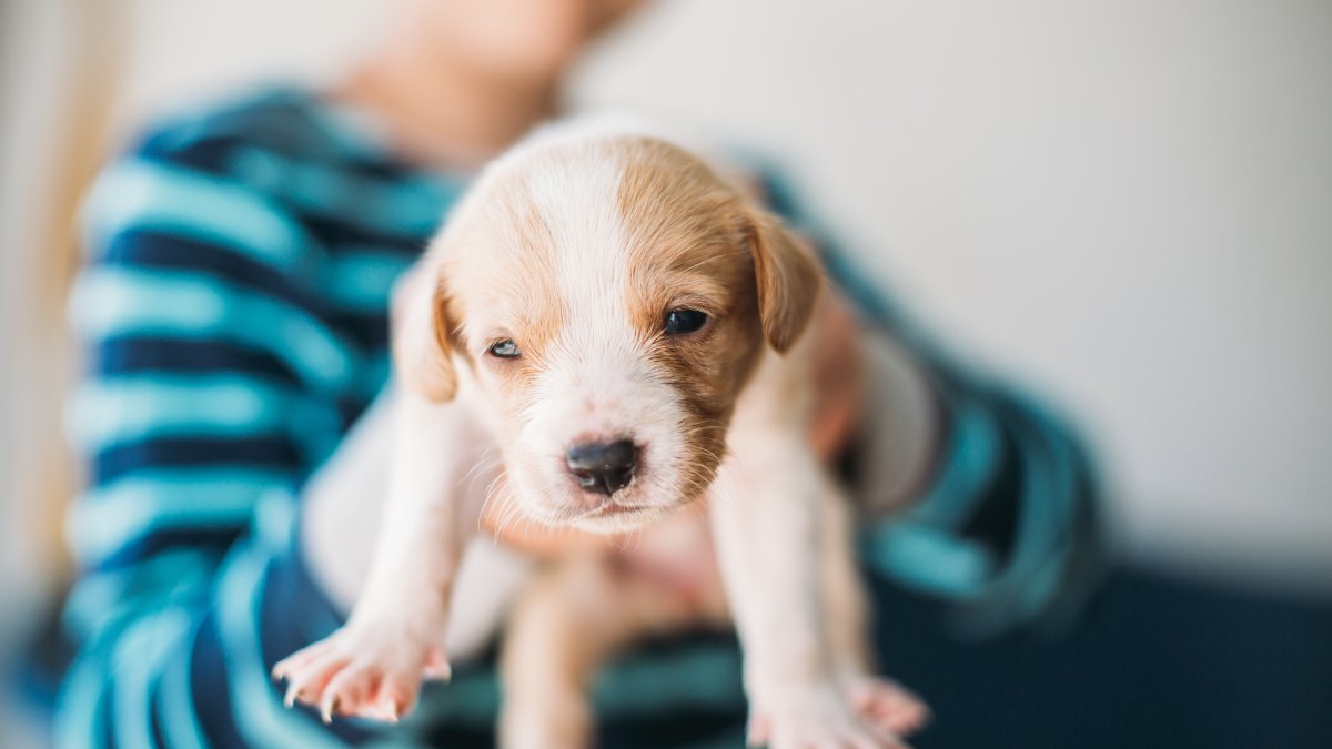 same-day-pet-adoption-local-vendors-at-midtown-pup-party-this-saturday