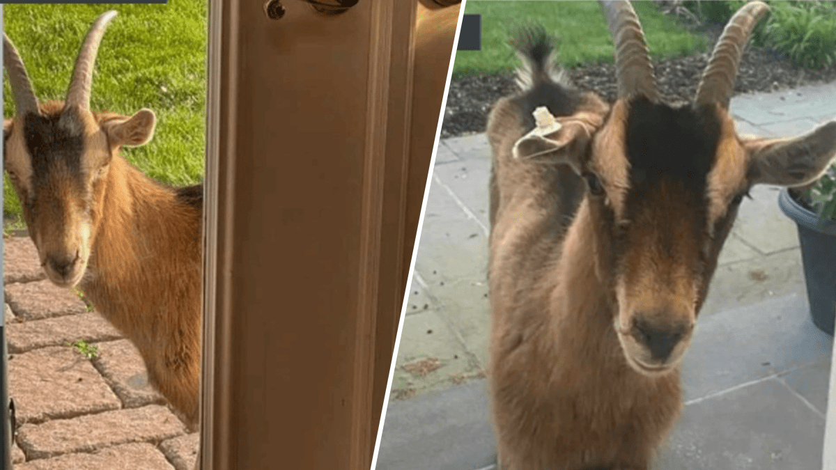 Chatham Township Goat Window Peeper Returned to NJ Farm – NBC New York