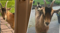 Runaway Goat That Was Seen Peeping Into NJ Houses Gets Caught, Returned to Farm