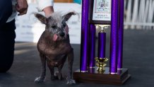 Scooter, a Chinese Crested, owned by Linda Elmquist is awarded first place, on stage during the annual World's Ugliest Dog contest at the Sonoma-Marin Fair in Petaluma, California, on June 23, 2023. Scooter was the winner of the 2023 World's Ugliest Dog Competition.