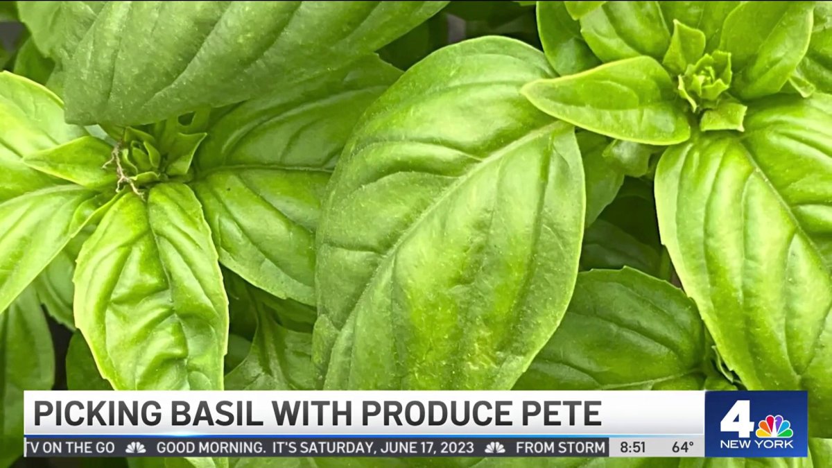 Produce Pete Picking Basil NBC New York