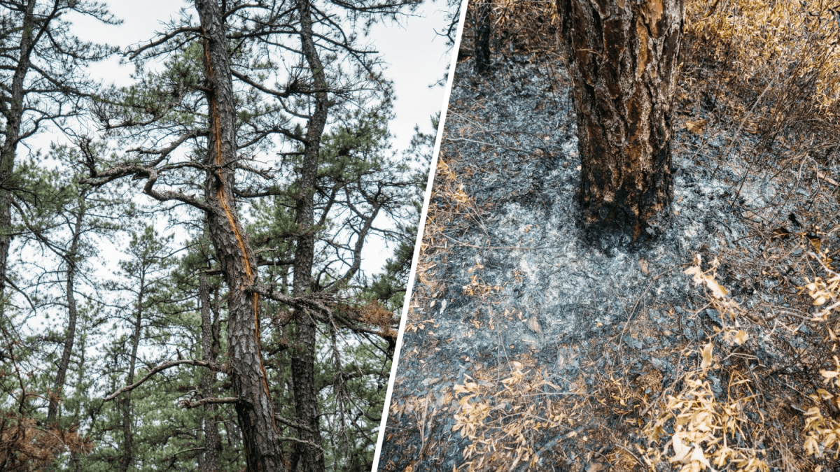 Wildfires in Burlington County caused by lightning: NJ officials – NBC New York - Vimarsana News