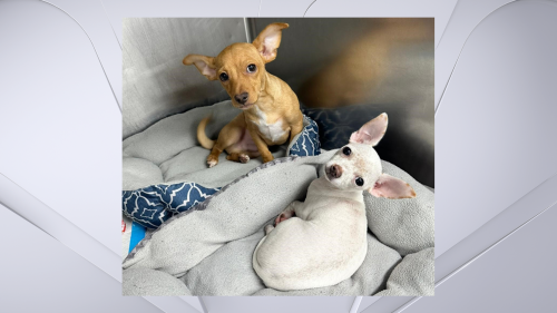 Long Island dogs suffer overdose symptoms after eating cocaine ...