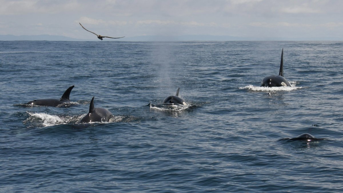 Killer whales spotted off San Francisco – NBC New York - Vimarsana News