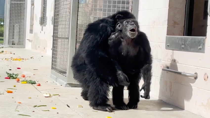 Vanilla the chimpanzee looks to the sky for the first time in 28 years.