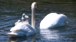 Faye, Manny and their babies seen in file footage in Manlius, central New York. Faye, the mother swan, was killed and eaten by three teenagers during Memorial Day, having allegedly been mistaken as a large duck. The beloved swans had belonged to the town.