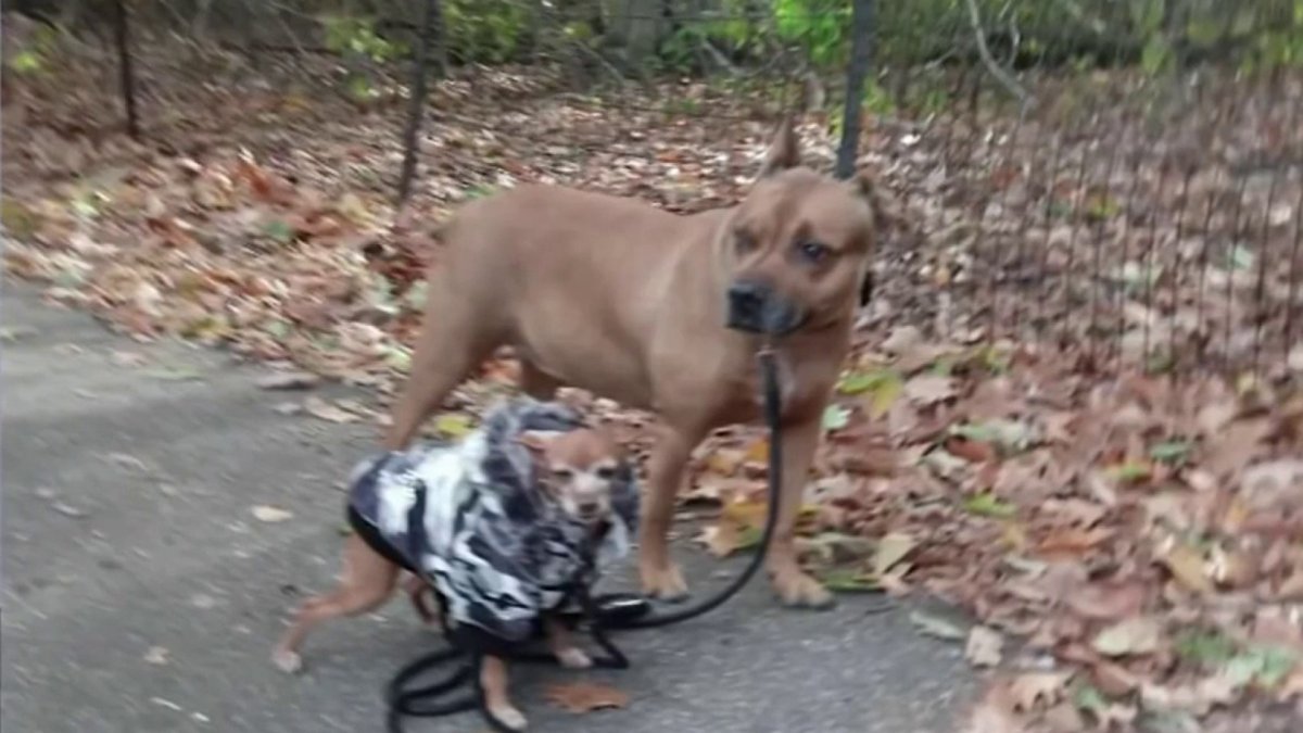 New details in deadly Central Park dog stabbing NBC New York