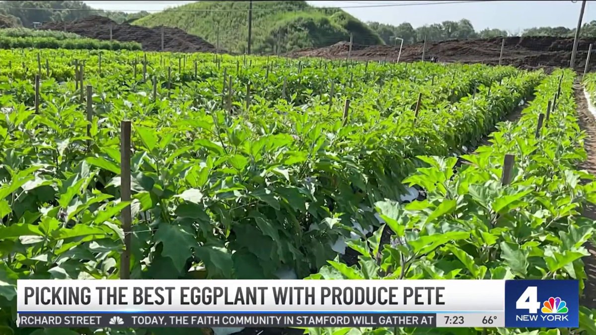 Produce Pete Picking the Best Eggplant NBC New York