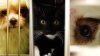 '60 hours a week': NYC animal shelters in ‘crisis mode' overwhelmed and at overcapacity