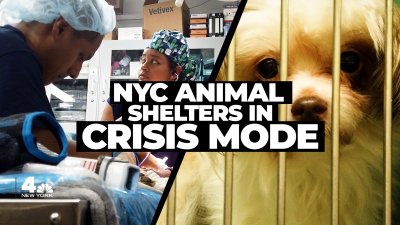 NYC animal shelters in ‘crisis mode' at breaking point overcapacity