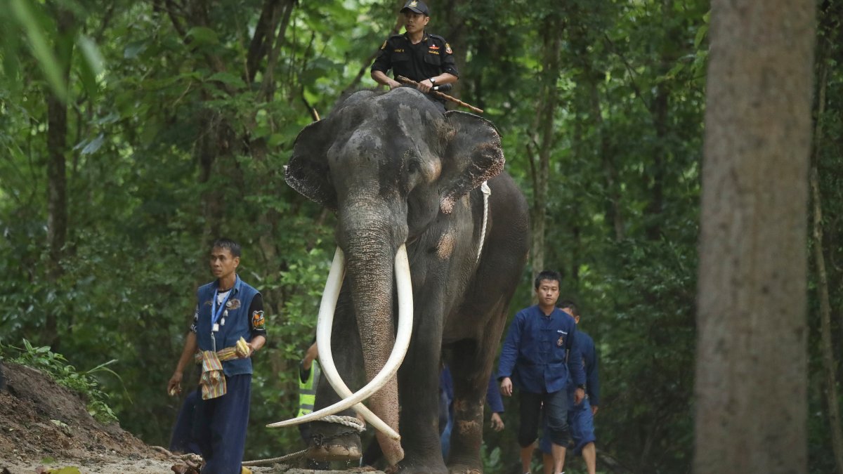 Elephant returns to Thailand for medical care after years of alleged abuse in Sri Lanka – NBC New York - Vimarsana News