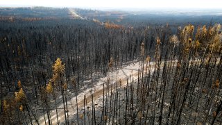 Trees scorched by the Donnie Creek wildfire line a forest north of Fort St. John, British Columbia, Sunday, July 2, 2023.