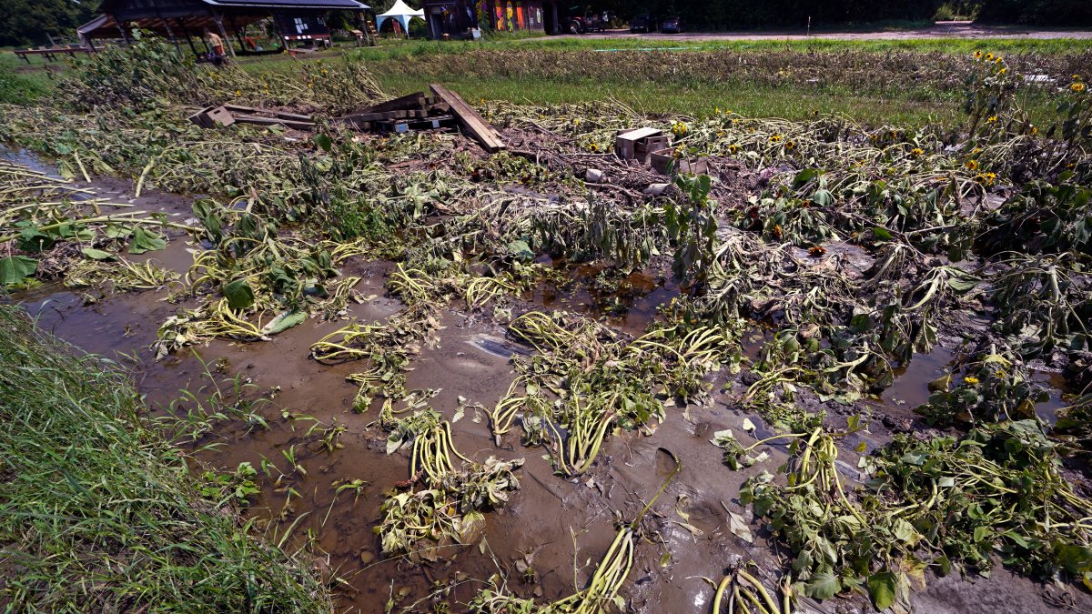 Months of labor and crops swept away in Northeast floods – NBC New York - Vimarsana News