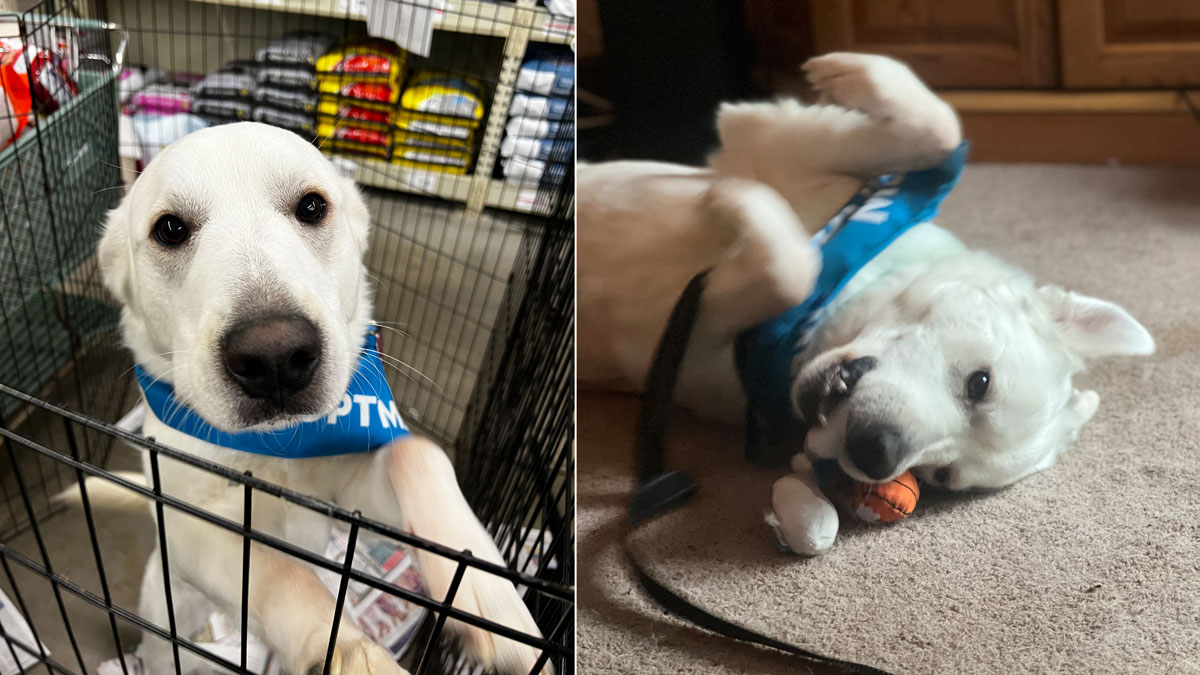 Animal shelters near me: Meet Clear The Shelters’ adoptable pets – NBC ...