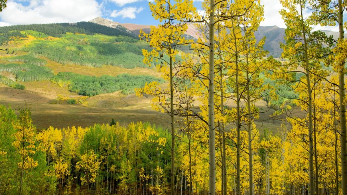 3 heavily bodies found at Colorado