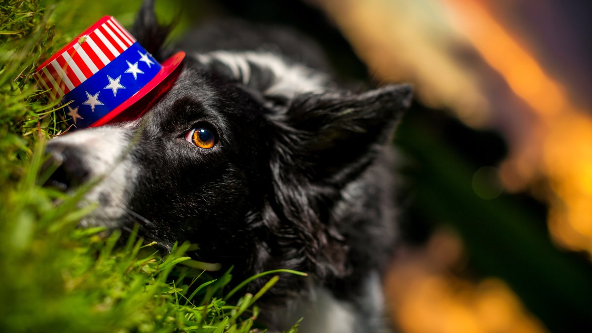 How to protect your pets during the Fourth of July – NBC New York